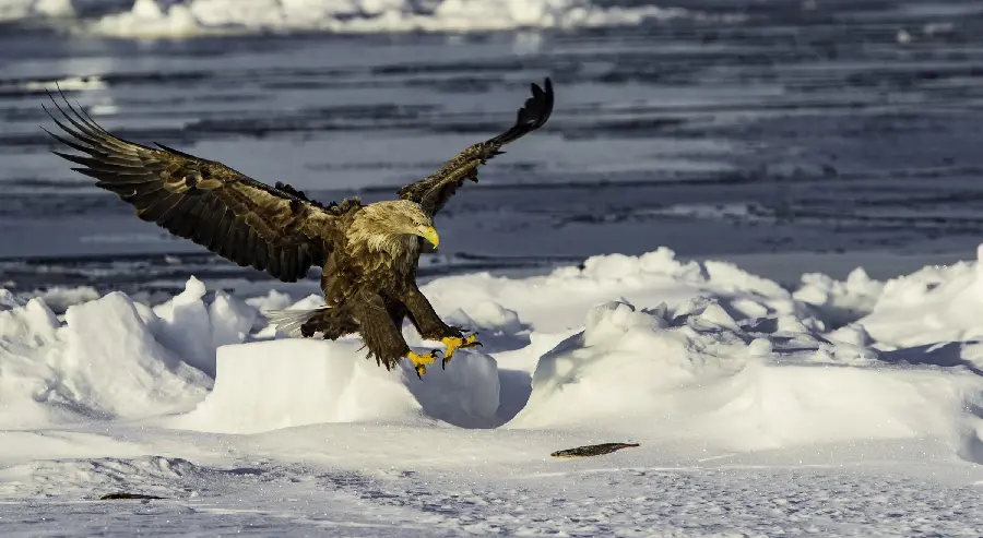 Hunting Eagle High Quality Wallpaper