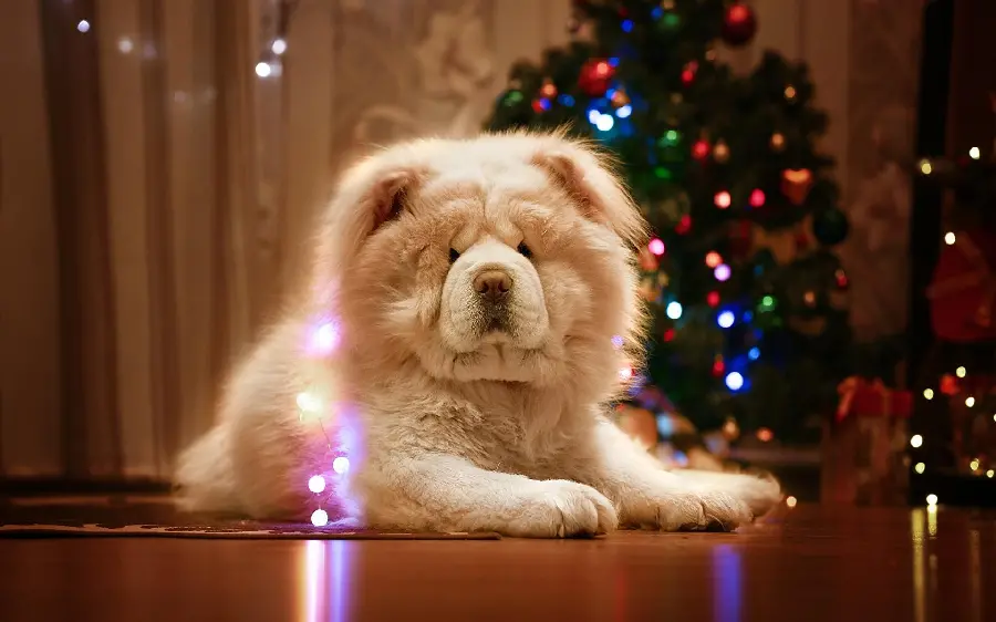 Beautiful Chow Chow Profile Picture