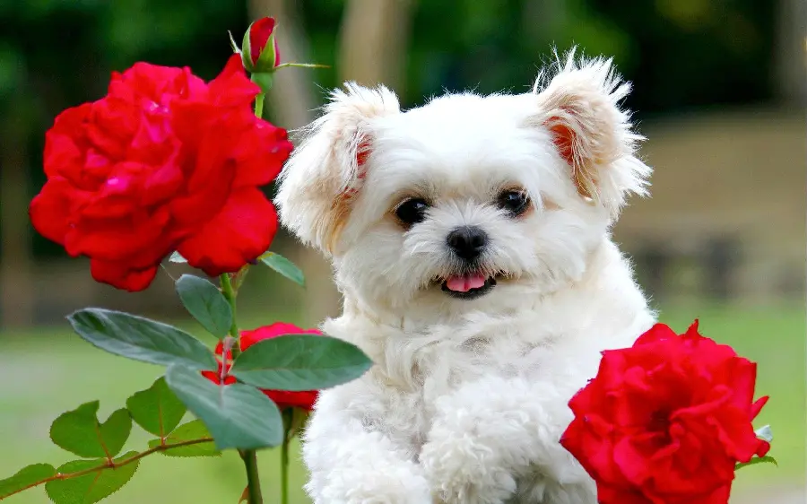 Pretty Puppy HQ Picture Download