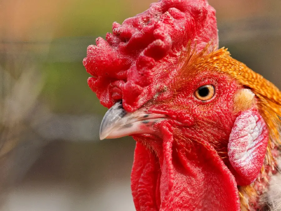Extreme Close-Up of Rooster Head
