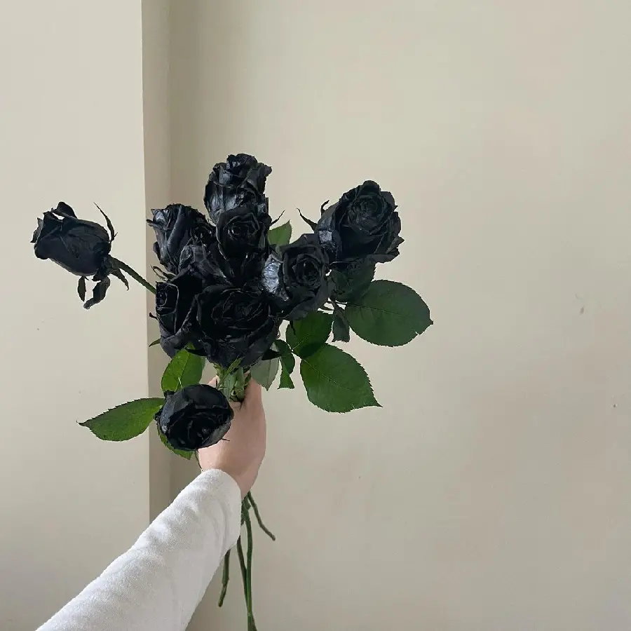 Natural Black Rose High Quality Image