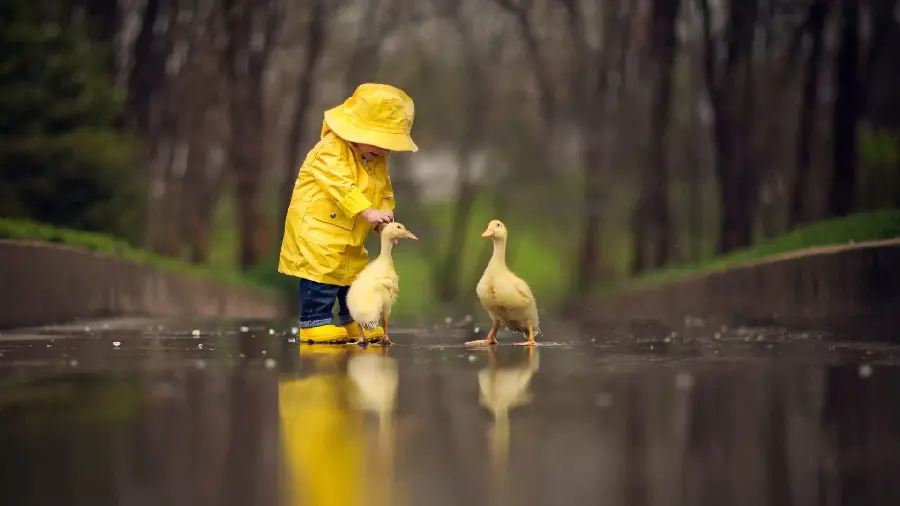 Beautiful Funny Duck Photo for Joy and Nature Appreciation