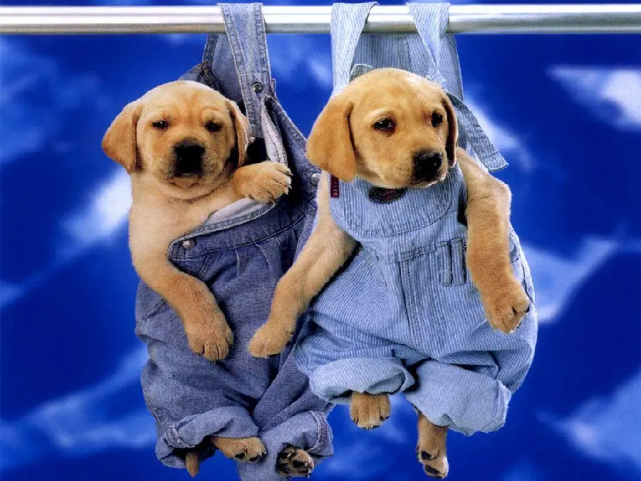 Beautiful Puppy High-Resolution Pic