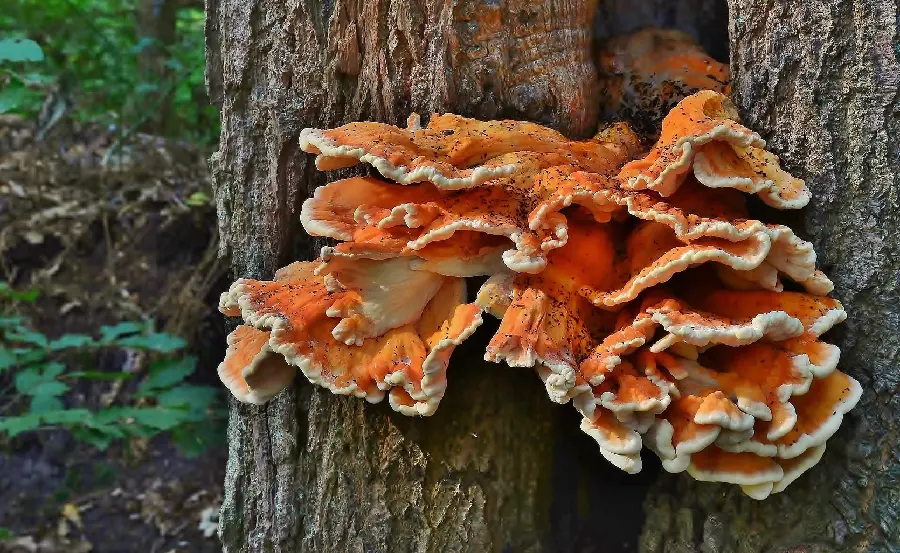 Laetiporus Mushroom Photo Forest Chicken