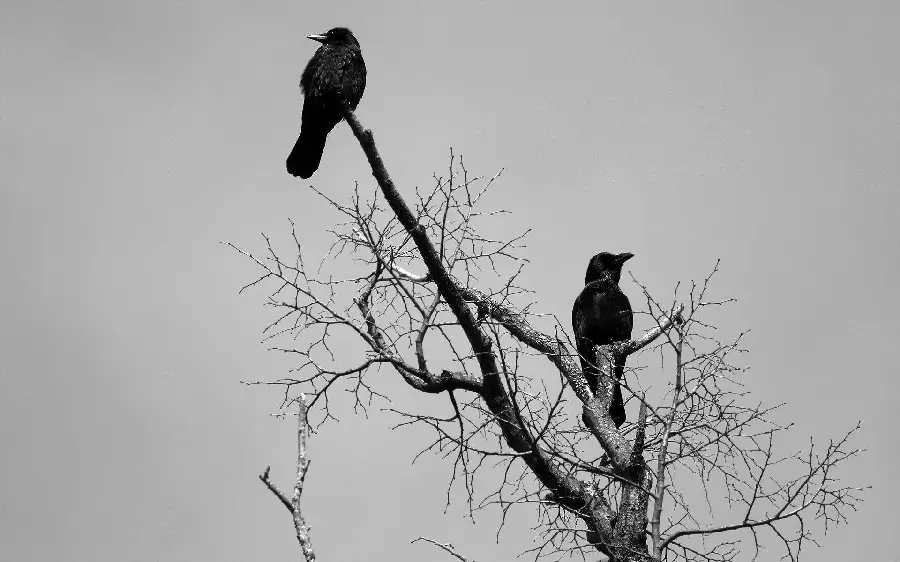 Crow Perched on Tree Branch Wildlife Photography