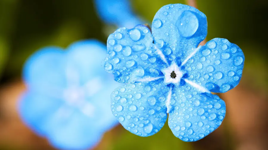 Beautiful wallpaper of forget-me-not plant leaf in high quality