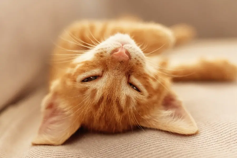 High Quality Funny Cat Wallpaper