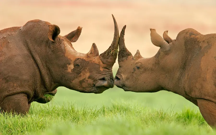 Rhinoceros HD quality photo