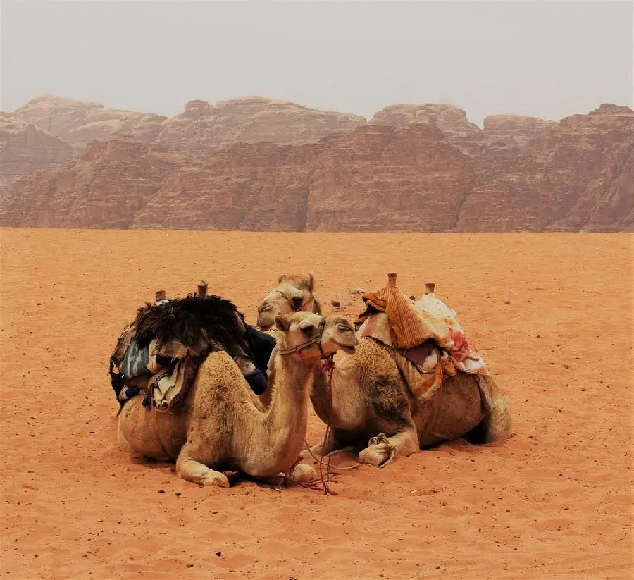 Premium Quality Camel Wallpaper Image For Desktop And Mobile