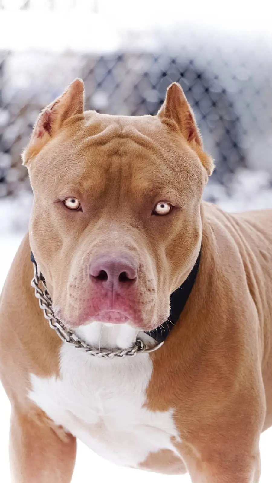 Pit Bull dog breed photo in full HD resolution