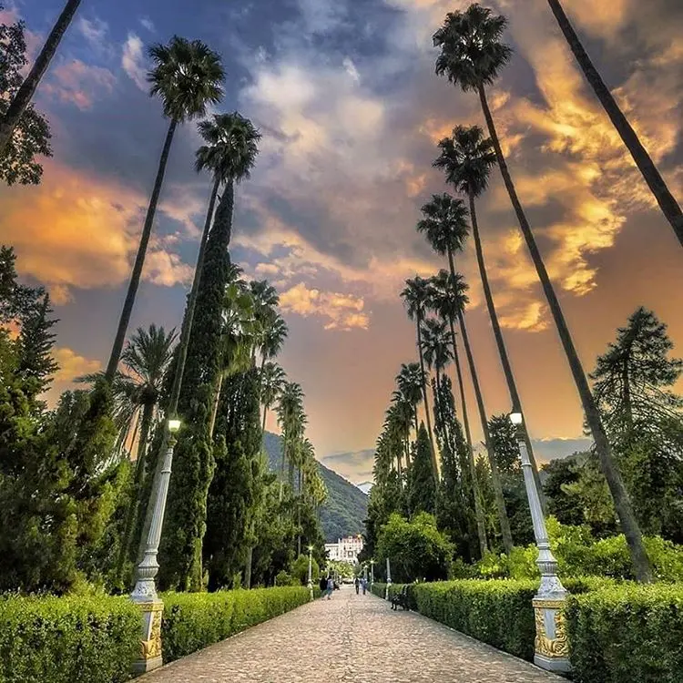 Ramsar Casino Boulevard Palm Trees Photo