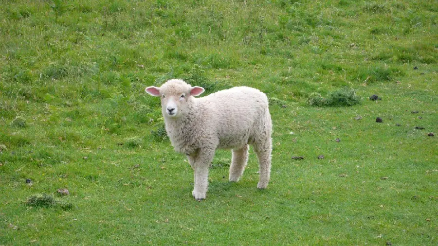 Cute Sheep High-Quality Image