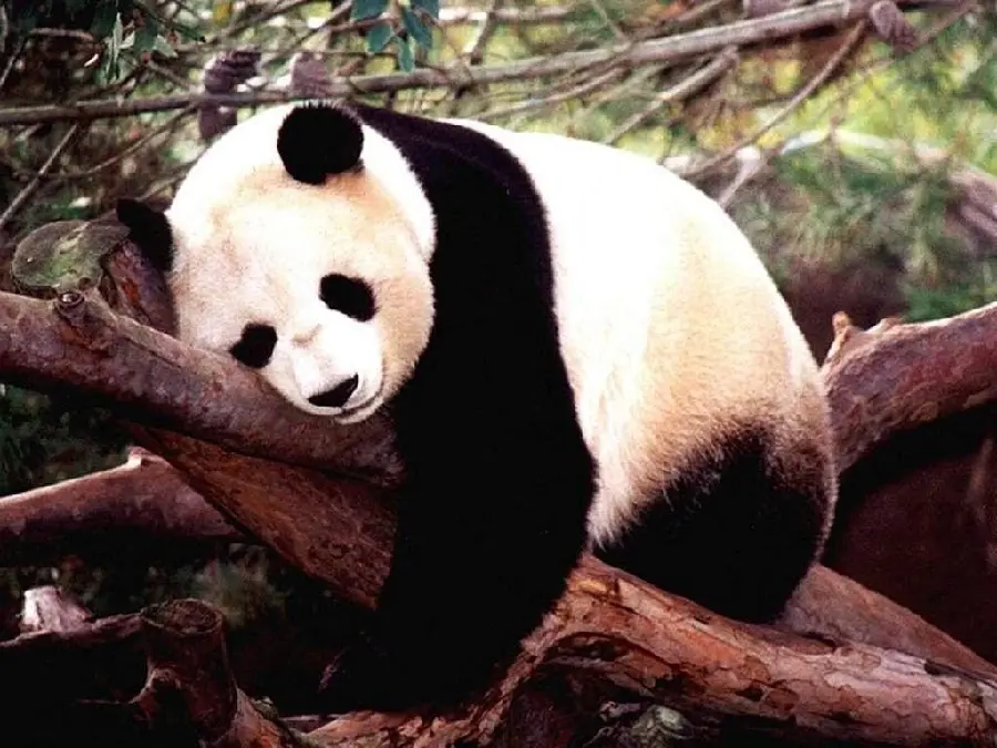 Humorous Panda Profile Photo