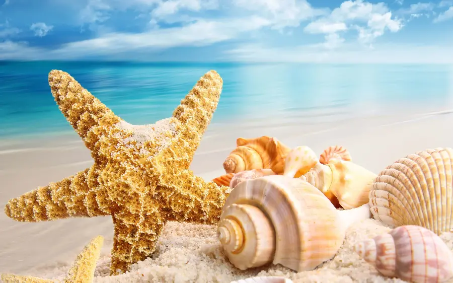 Beautiful Seashell HD Photo