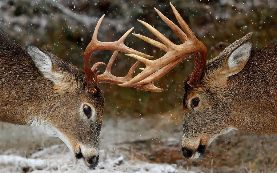 Antlered deer high quality photo HD