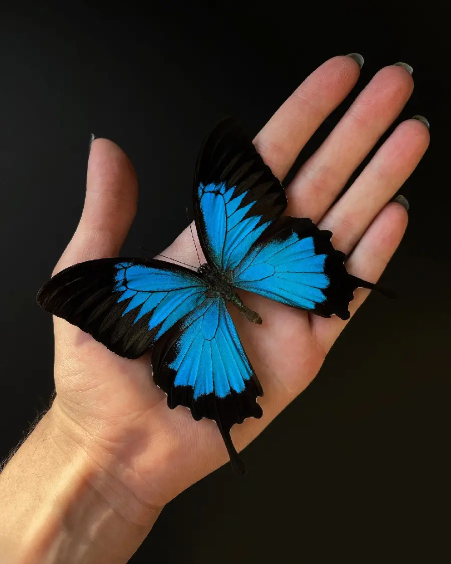 Download Realistic Beautiful Butterfly Photo HD