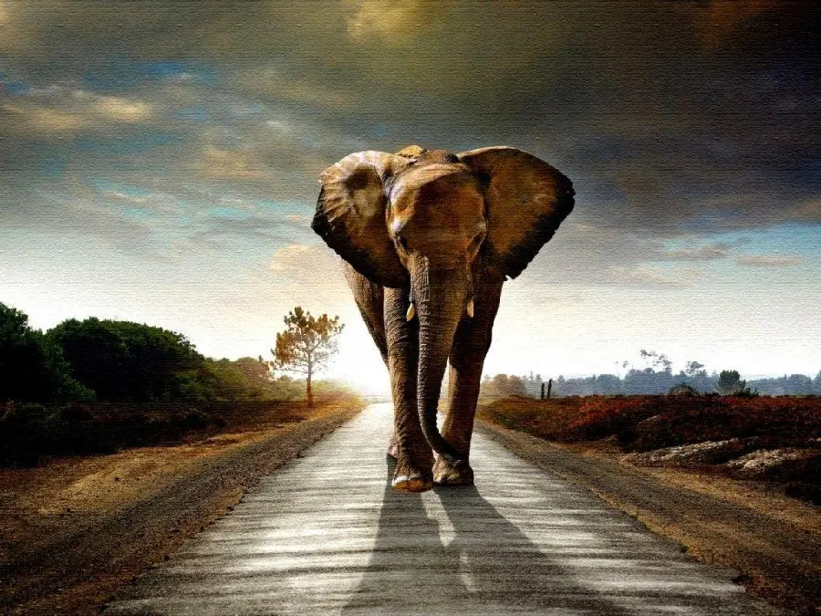 Premium Quality Elephant Wallpaper For Desktop And Mobile
