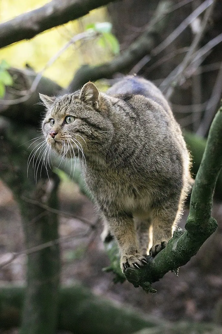 European Wildcat Photo Download
