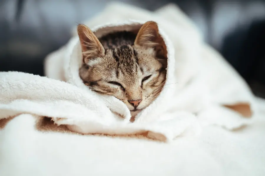 High Quality Cute Cat Wallpaper