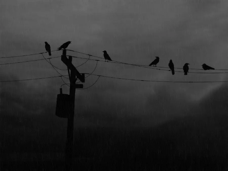 Crow Perched on Power Line Urban Wildlife Photo