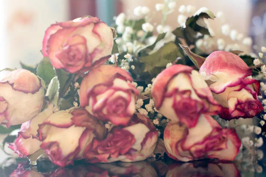 High Quality Bouquet of Pink Roses Photo