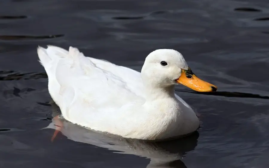 White Duck Photo for Elegant Wallpapers and Displays