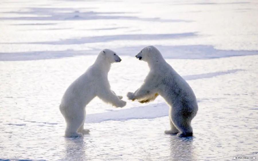 Funny polar bear picture high quality wallpaper