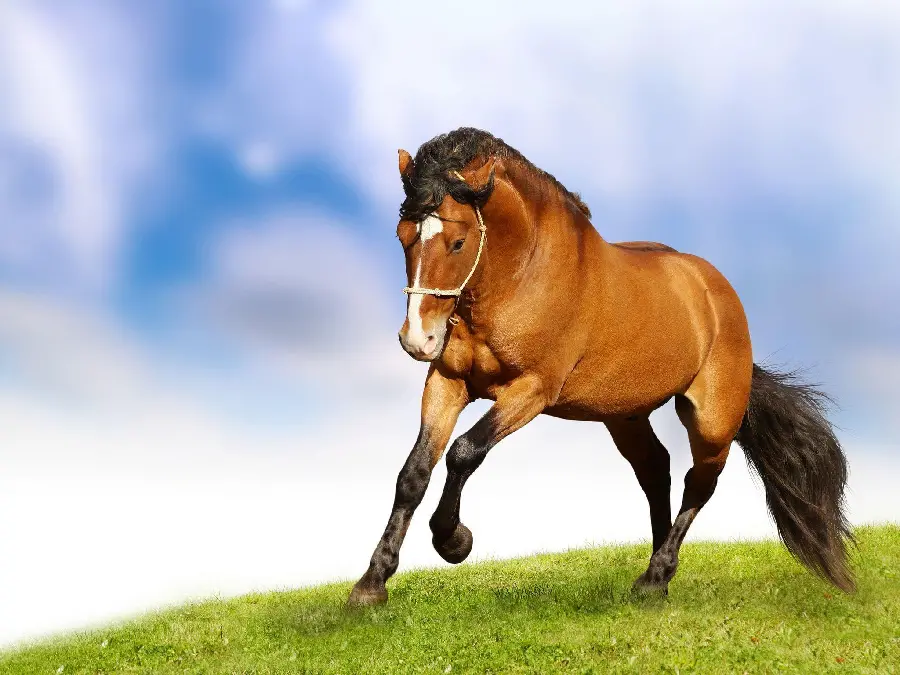 Beautiful Horse Profile Picture and Wallpaper