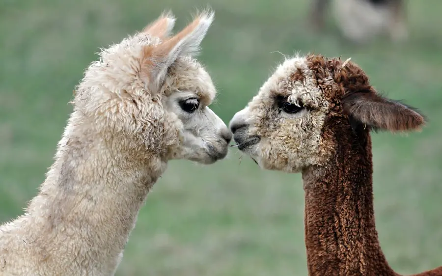 Llama High Quality Photo Premium Resolution