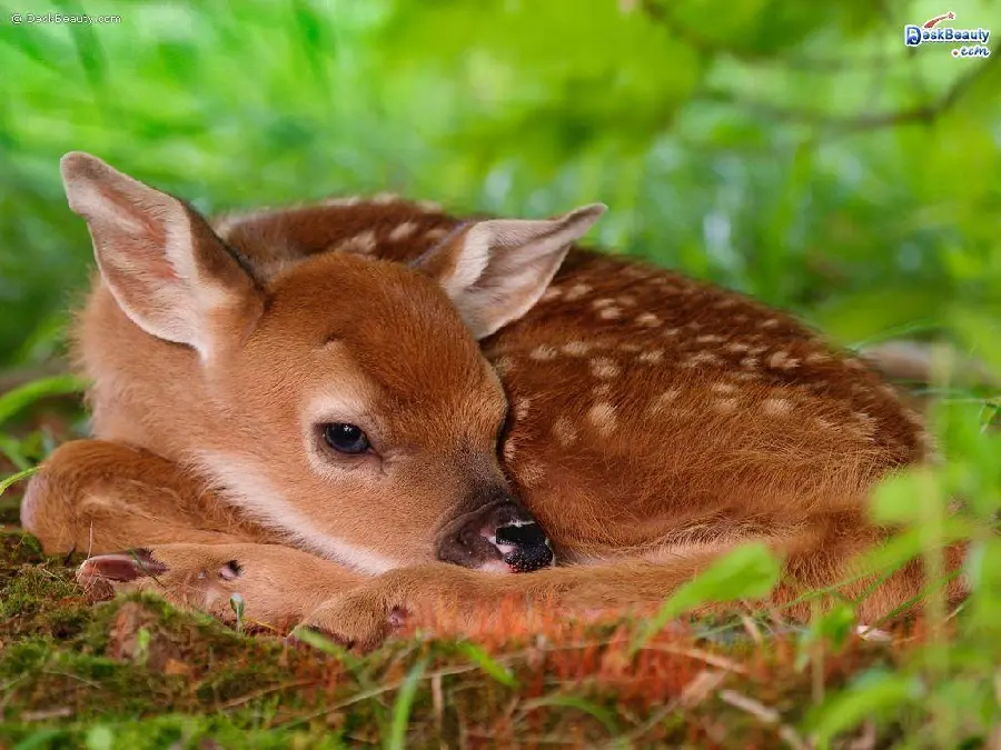 Cute deer picture high quality wallpaper