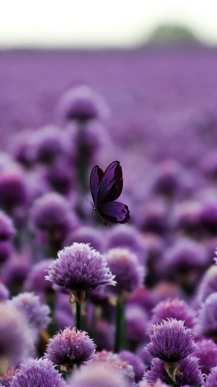 Download stunning wallpaper of purple flowers