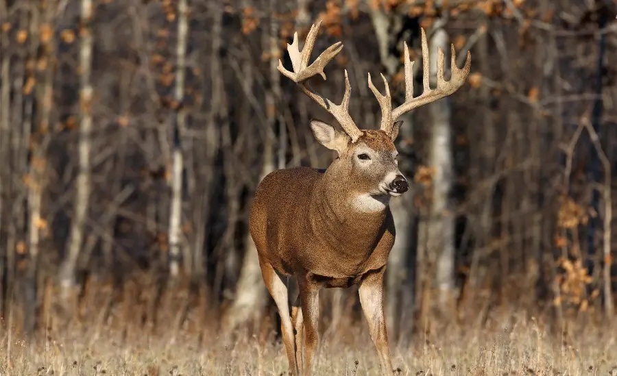Female deer high quality photo premium