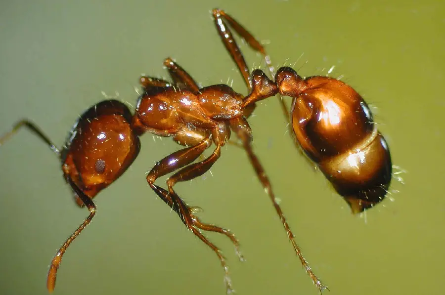Stinging Ants in Their Natural Environment Photo