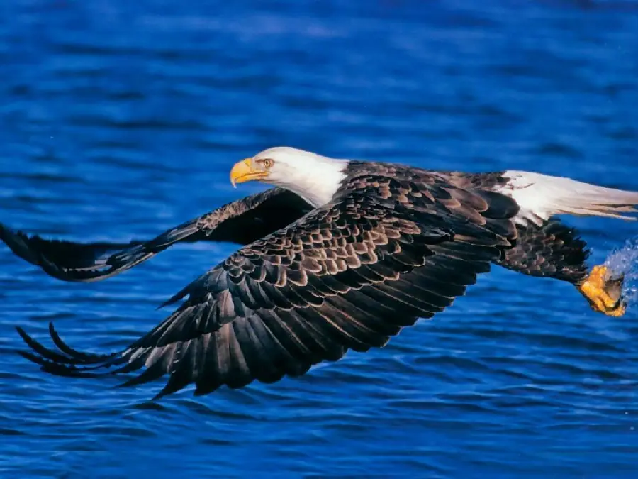 High Quality Eagle Image for Download