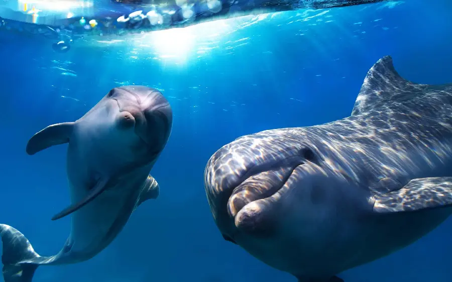 Beautiful dolphin high quality photo HD