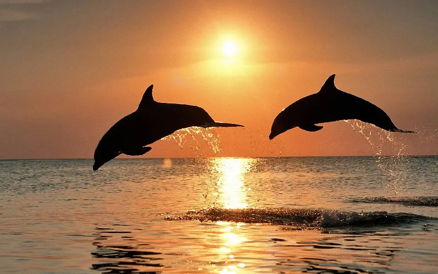 Dolphin sunset ocean photo premium quality