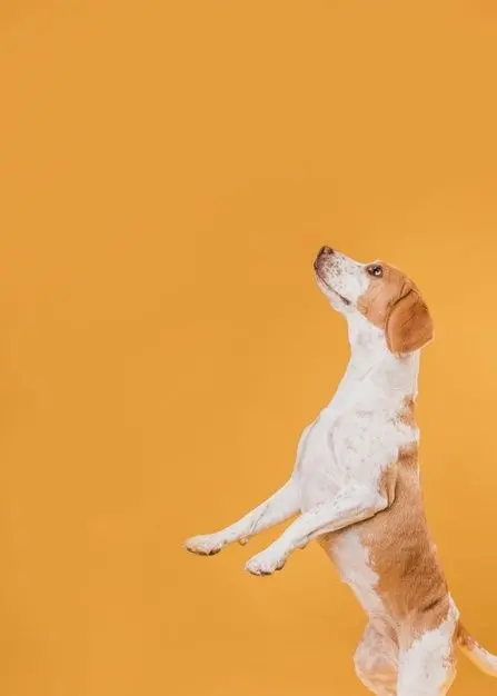 Download Professional Dog Wallpaper for Various Uses