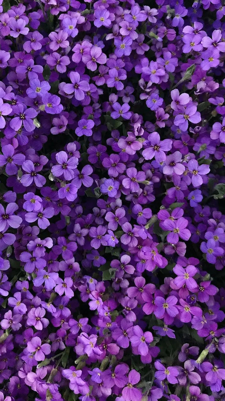 Gorgeous wallpaper of purple flowers