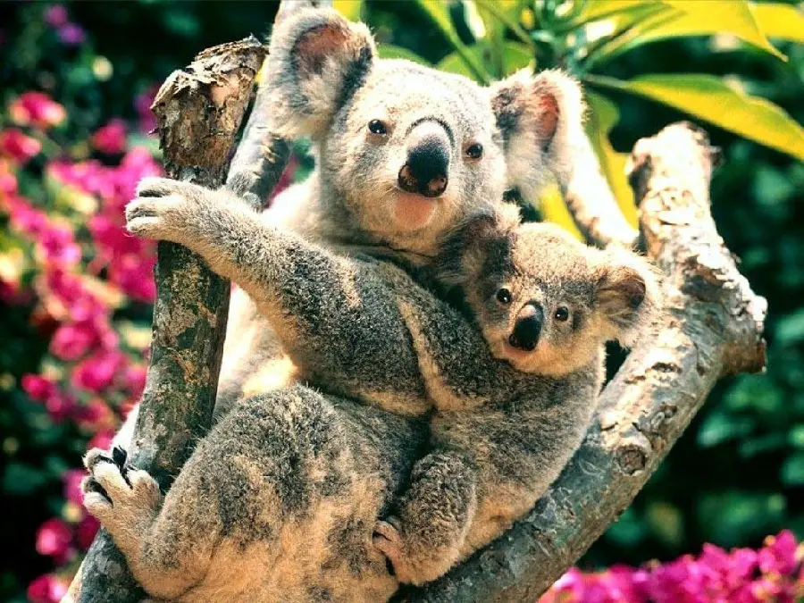 Fantasy Koala Profile Images