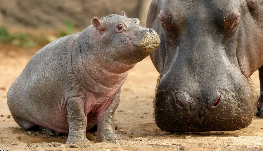 Baby Hippo With Mother High Quality Wildlife Photo