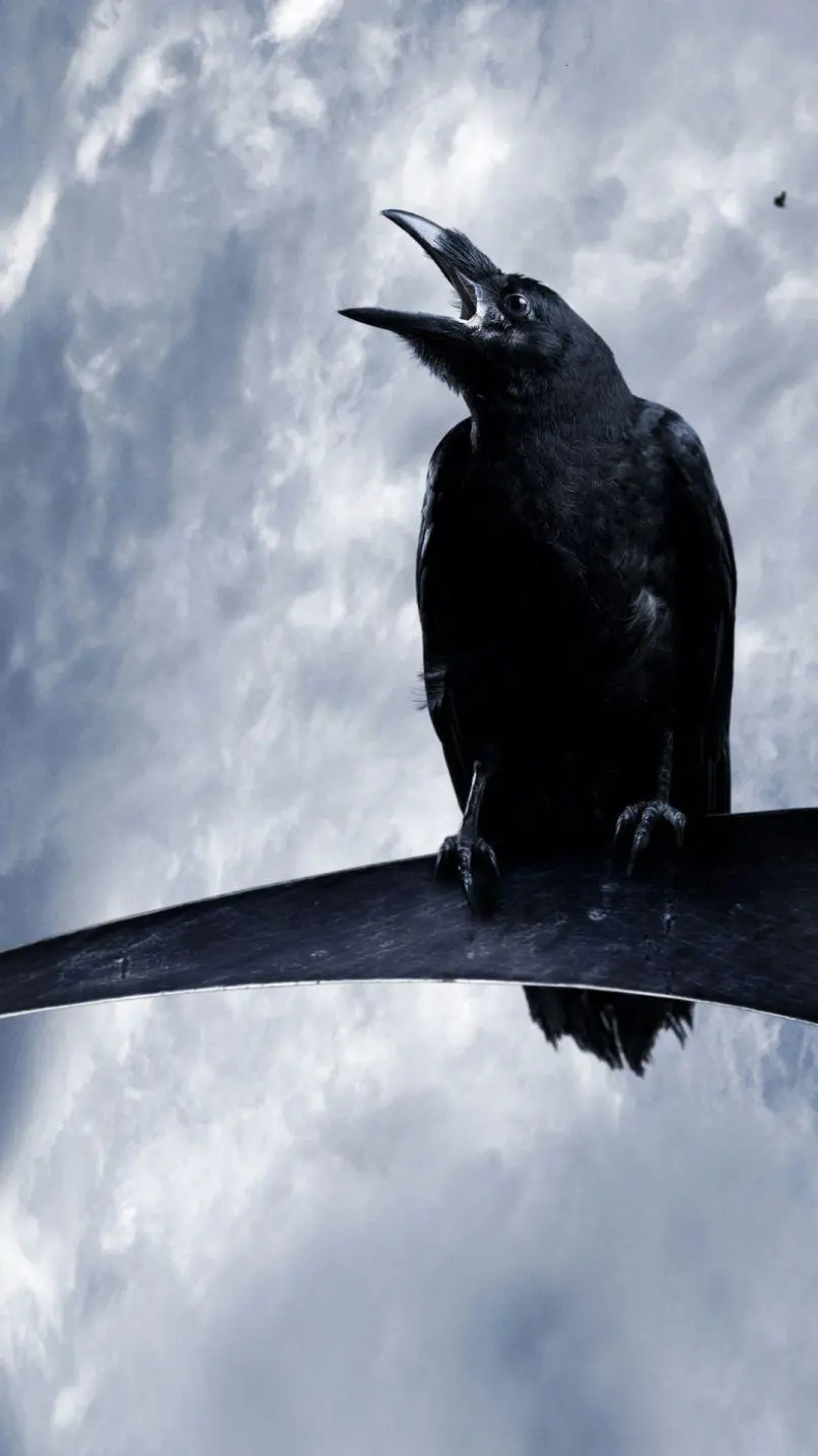 Crow Background Wallpaper HD Quality Download
