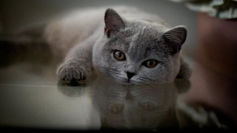 High Quality Girly Cute Cat Wallpaper