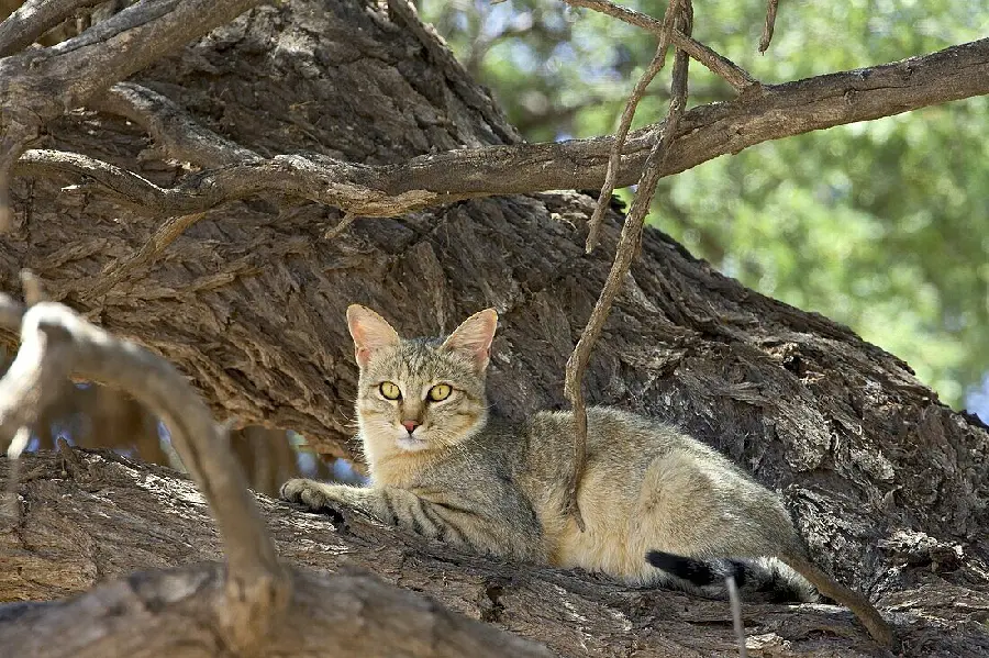 African Wildcat Species Picture