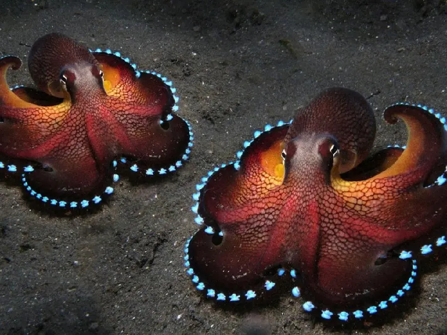 Beautiful Octopus High Quality Photo for Collections