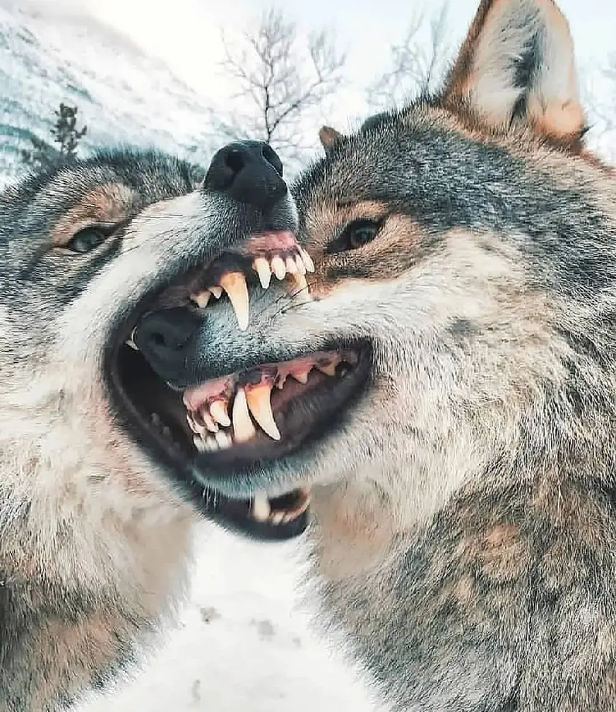 Romantic Wolf Biting Mate Photo Showing Canine Behavior