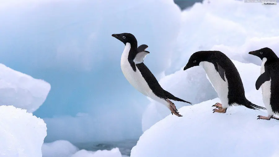 Cute Penguin Photo for Animal Lovers