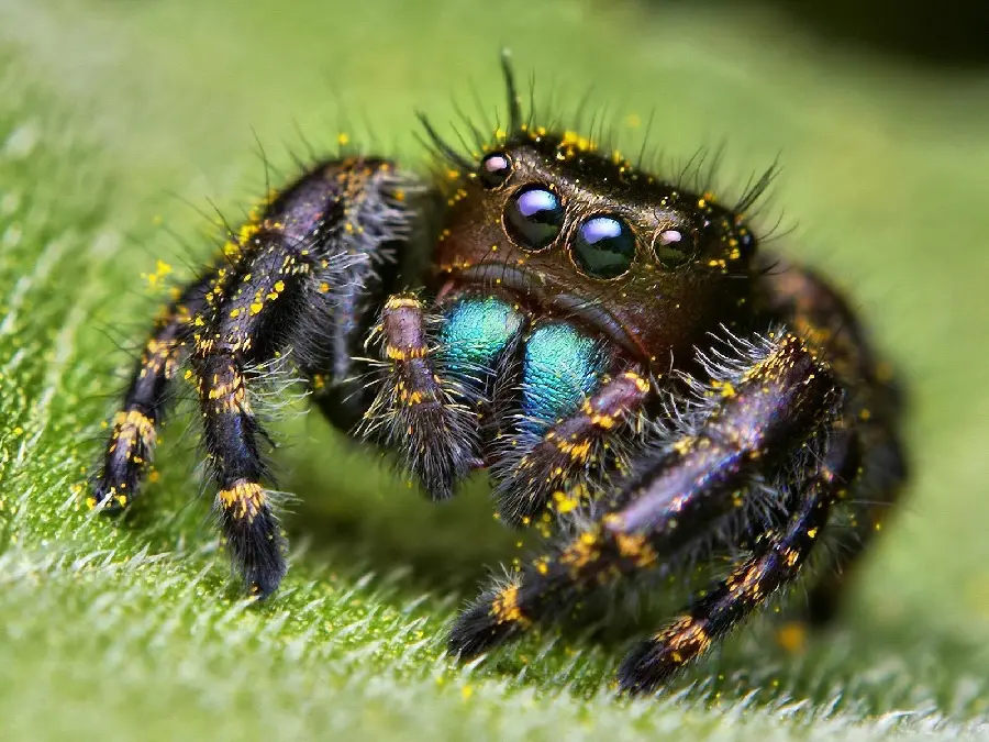 Brown Recluse Spider Photo Highlighting Identification and Risks