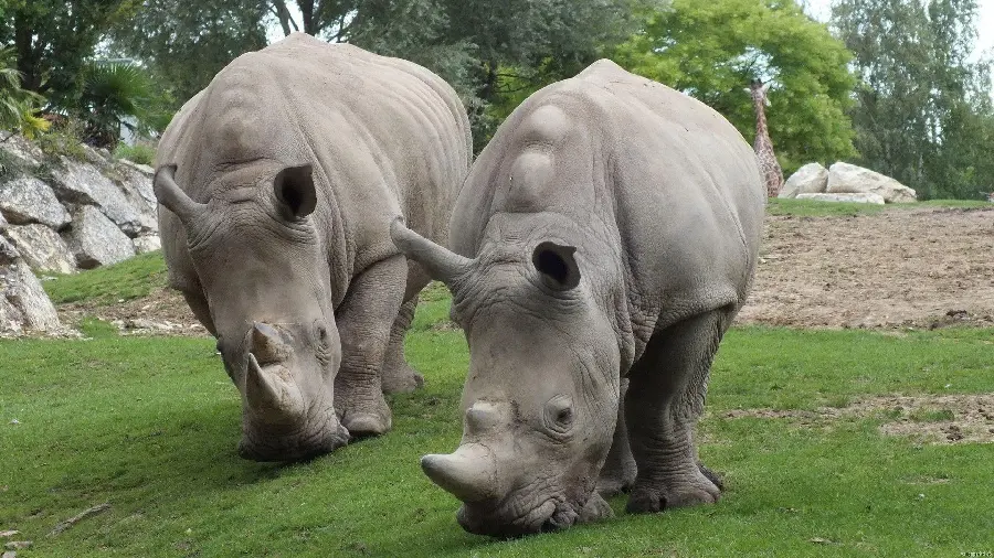 Single horned rhinoceros high quality photo