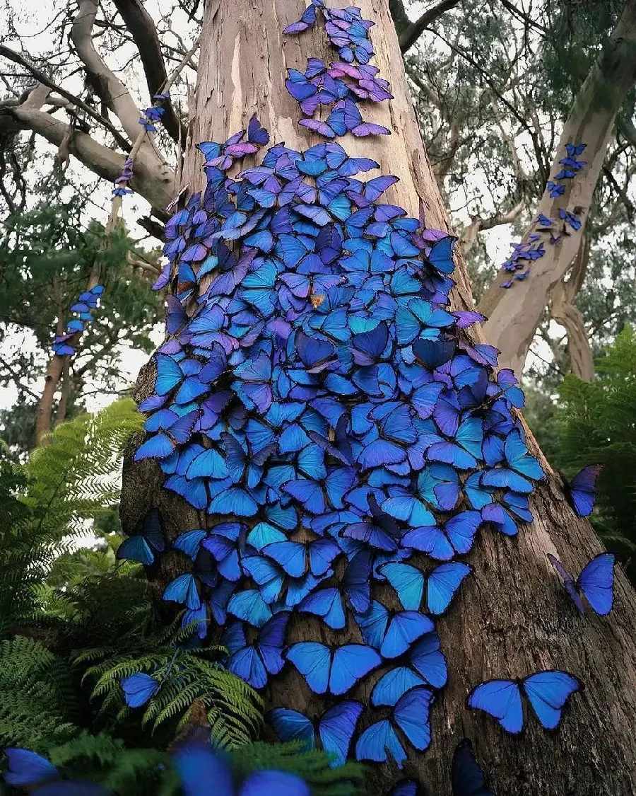 Blue Butterflies Collection Profile Picture HD