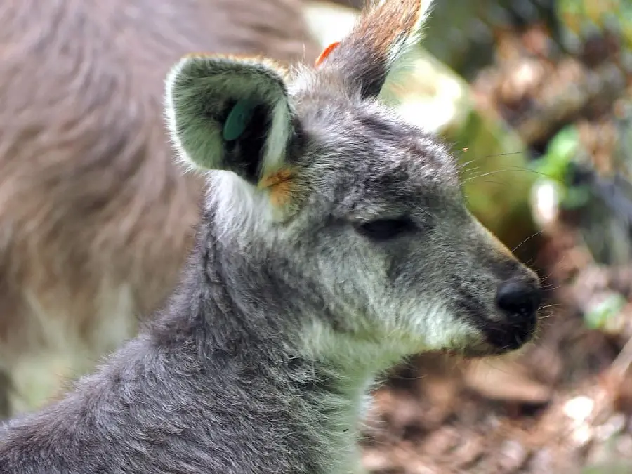 Close Up Kangaroo HD Photo Detailed Features
